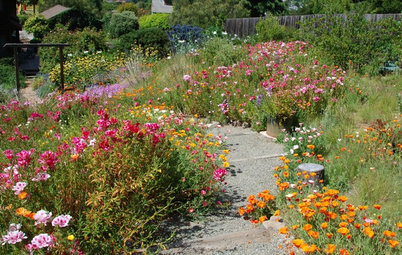 How to Design a Garden for Native Bees