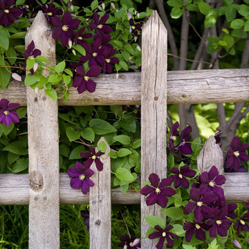 Clematis on Picket Fence