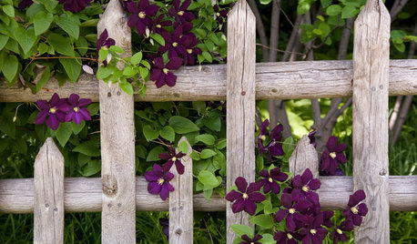 8 Romantic Spring-Flowering Vines to Cover a Trellis