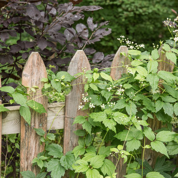 Clematis Virginiana