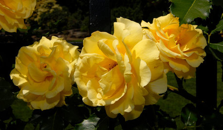 5 Favorite Yellow Roses for a Joyful Garden