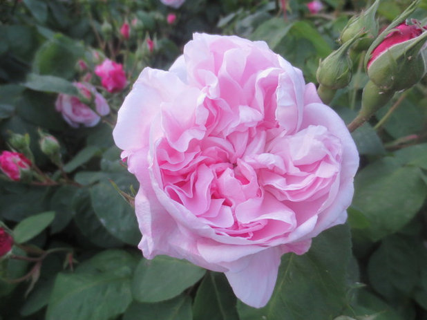 Garden Clos Barbisier, Rose Fantin-Latour