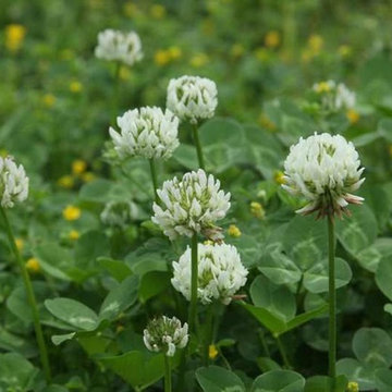 clover (Trifolium repens)