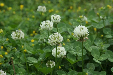 clover (Trifolium repens)