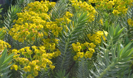 2000 Specie di Euforbia Basteranno per il Tuo Giardino?