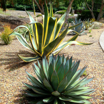 Color! All Drought Tolerant!