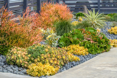 This is an example of a garden in San Diego.