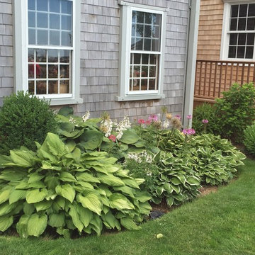 Color Me Hosta
