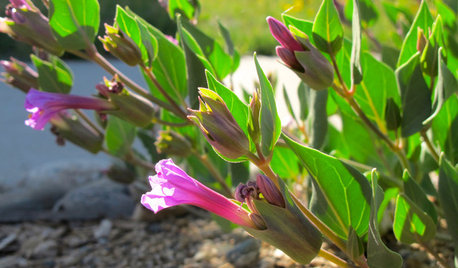 Mirabilis Multiflora Brings a Burst of Magenta to Dry Gardens