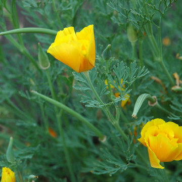 Colorado Springs Xeriscape Garden