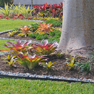 Colorful Bromeliad Garden