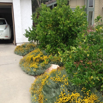 Colorful Driveway Plantings with Citrus Trees