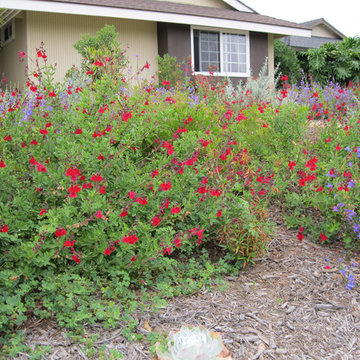 Colorful Fountain Valley Native Front Yard