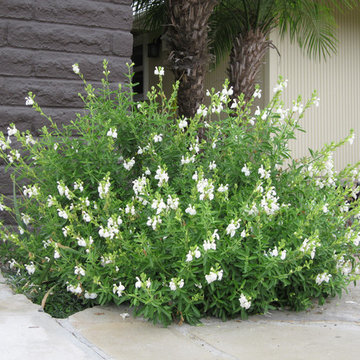Colorful Fountain Valley Native Front Yard