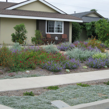 Colorful Fountain Valley Native Front Yard