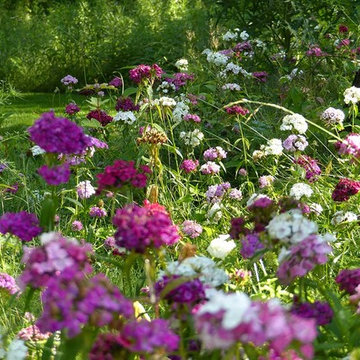 Colorful mix of garden phlox in light and dark pinks and white