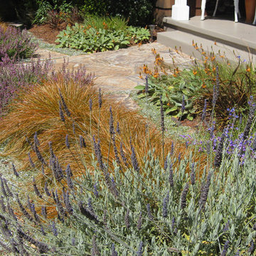Colorful plants with colors and textures in Mill Valley, CA Garden