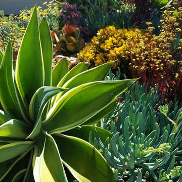 Colorful Succulent Garden Close Up