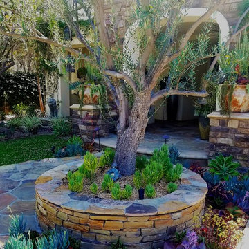 Colorful Succulent Garden With Olive Tree