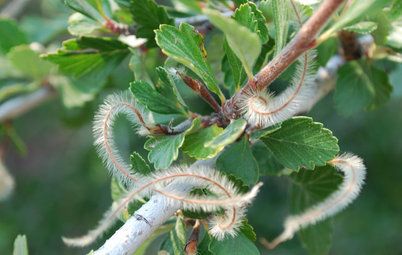 Great Design Plant: Curl-Leaf Mountain Mahogany, an Easy Evergreen