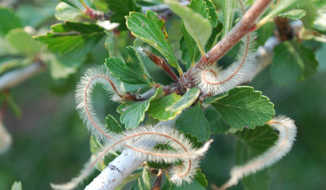 Great Design Plant: Curl-Leaf Mountain Mahogany, an Easy Evergreen