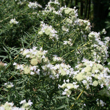 Common Mountain Mint / Pycnanthemum virginianum
