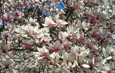 Magnolien: Blütenwolken für Puristen