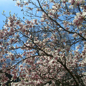 Commonwealth Avenue Garden