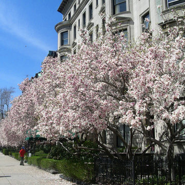 Commonwealth Avenue Garden