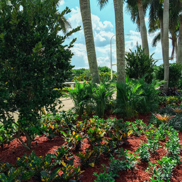 Complete overhaul of median strip landscaping in San Messina Weston Florida.
