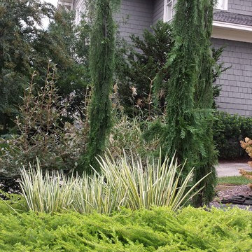 Conifers and iris.