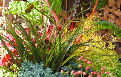 Stretch the Budget, Seasons and Style: Add Conifers to Your Containers