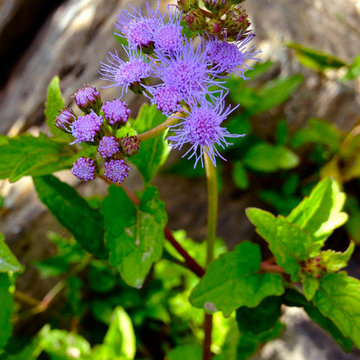 Conoclinium Coelestinum / Blue Mist Flower