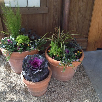 Container Garden Trio with Edible Plants