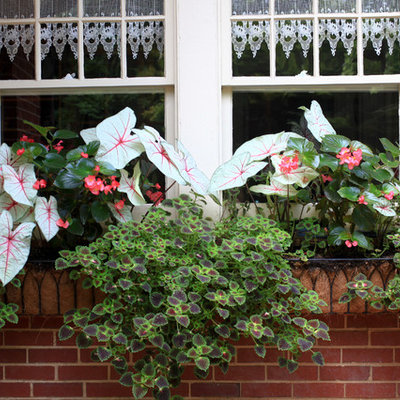 Design ideas for a small traditional shade courtyard landscaping in Atlanta for summer.