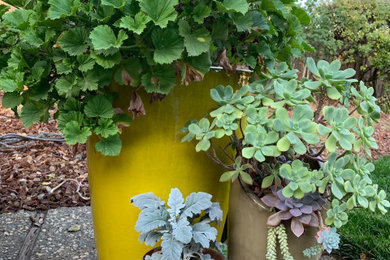 Photo of a contemporary drought-tolerant and partial sun backyard landscaping in San Francisco for fall.