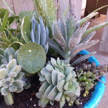 Container Gardens and Succulent Arrangements