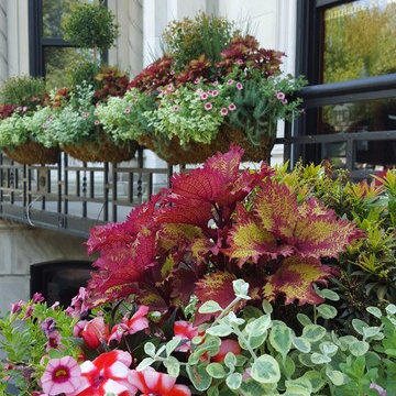 Container Gardens and Window Boxes