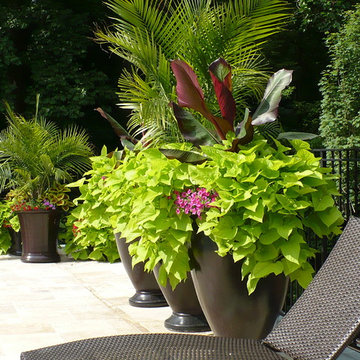 Container plantings at pool
