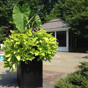 Container Plantings at Pool