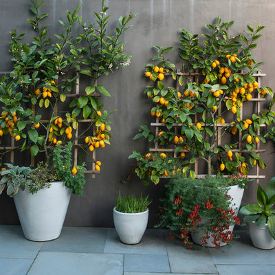 This is an example of a large traditional full sun backyard concrete paver landscaping in San Francisco.
