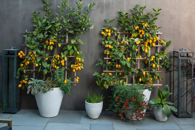 Ejemplo de jardín clásico grande en patio trasero con exposición total al sol y adoquines de hormigón