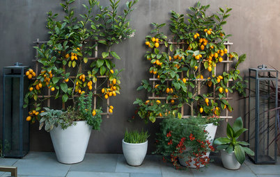 10 Top Trees to Grow in Containers