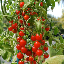 Lättare än du tror – så odlar du sommarens godaste tomater