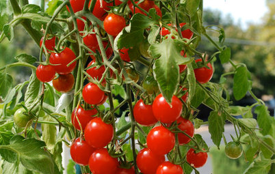 Lättare än du tror – så odlar du sommarens godaste tomater