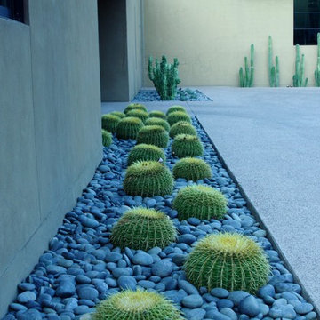 Contemporary Cactus Garden