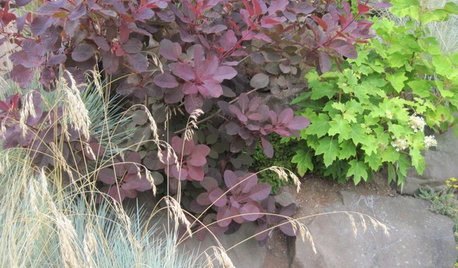 5 Purple-Leaf Majesties of Shrubs