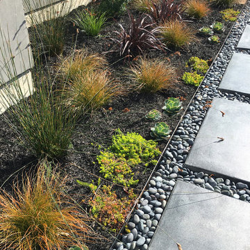 Contemporary Landscape -  Dramatic Transformation - San Rafael, CA