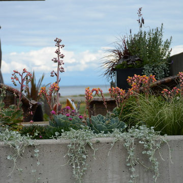 Contemporary Seaside Garden