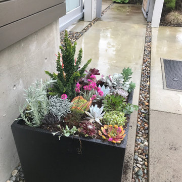 Contemporary Seaside Succulent Containers